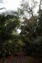 Peten jungle between Uaxactun and Dos Lagunas