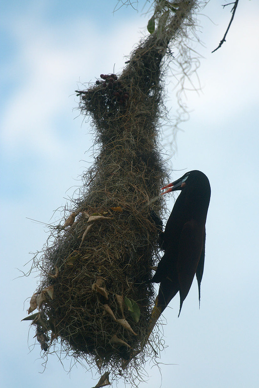a Tikal bird and his nest