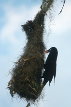 a Tikal bird and his nest
