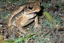 Frog in Uaxactun