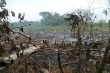 Burnt jungle