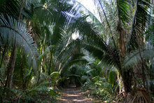 Palms in Peten jungle