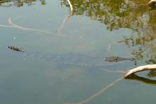 Crocodile in a lagoon at Dos Lagunas, Peten, Guatemala