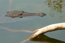 Crocodile