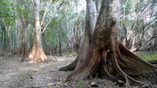 Ceibas at Naachtun