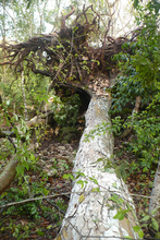 Ramon tree after night storm