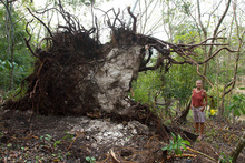 Dasa and broken tree