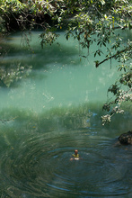 Dasa bathing in the river