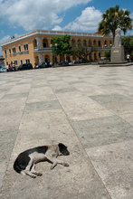 Dog sleeping in Coban