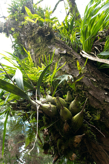 National park Cerro Verde, Salvador