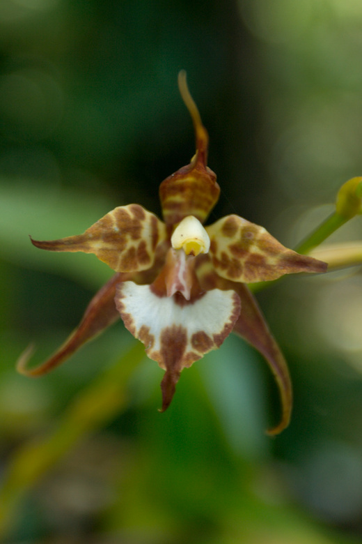 Orchid in the National park Cerro Verde, Salvador