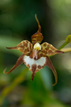 Orchid in the National park Cerro Verde, Salvador