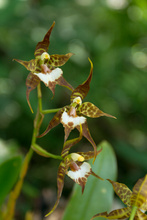 Orchid in the National park Cerro Verde, Salvador