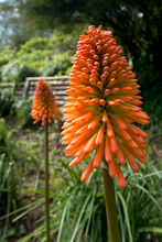 Flowers of the National park Cerro Verde, Salvador