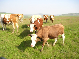P1010075.JPG