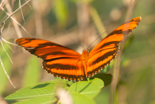 Butterfly in Chixoy