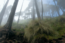 Cloudy forest on the Volcan Santa Maria