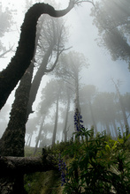 Cloudy forest on the Volcan Santa Maria 