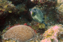 Smooth trunkfish, Underwater world by Dasa, Utila