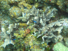 Underwater world by Dasa, Utila