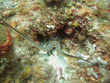 Lobster, Underwater world by Dasa, Utila