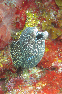 Spotted morey eal, Underwater world by Dasa, Utila