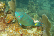 Parrot fish, Underwater world by Dasa, Utila