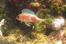 Squirrel fish, Underwater world by Dasa, Utila