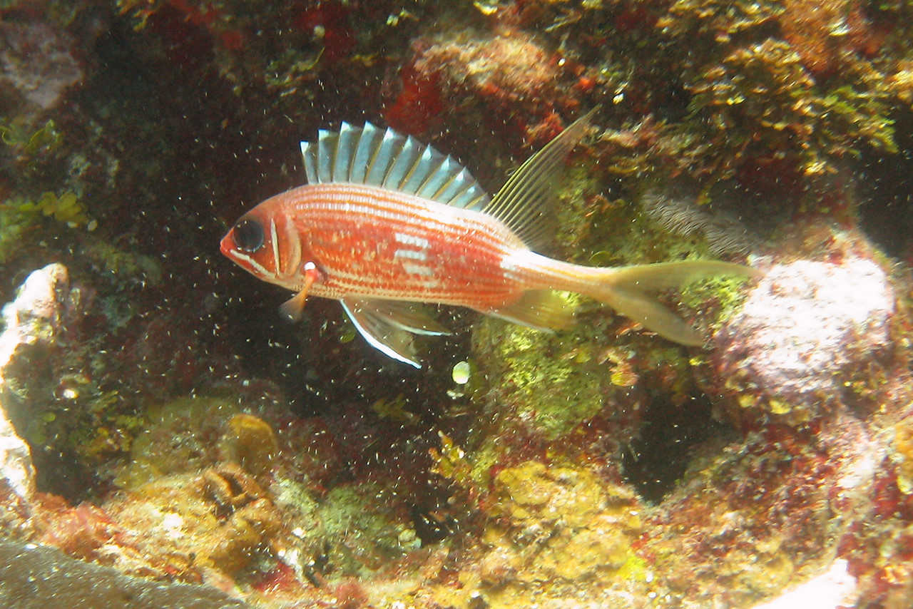 Squirrel fish, Underwater world by Dasa, Utila
