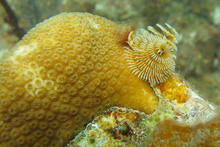 Christmas tree worm in a coral, Underwater world by Dasa, Utila