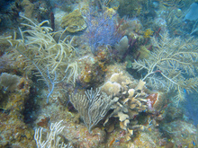 Underwater world by Dasa, Utila