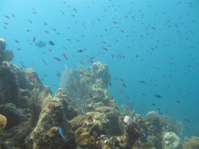 Underwater world by Dasa, Utila