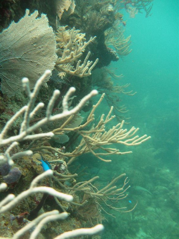 Coral wall, Underwater world by Dasa, Utila