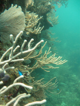 Coral wall, Underwater world by Dasa, Utila