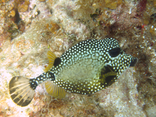 Smooth trunkfish, Underwater world by Dasa, Utila