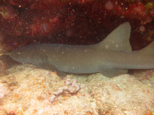 Nurse shark, Underwater world by Dasa, Utila