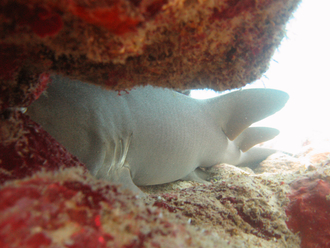 Nurse shark, Underwater world by Dasa, Utila