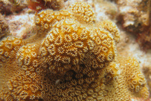 Coral detail, Underwater world by Dasa, Utila