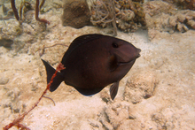 Underwater world by Dasa, Utila