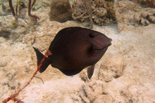 Underwater world by Dasa, Utila