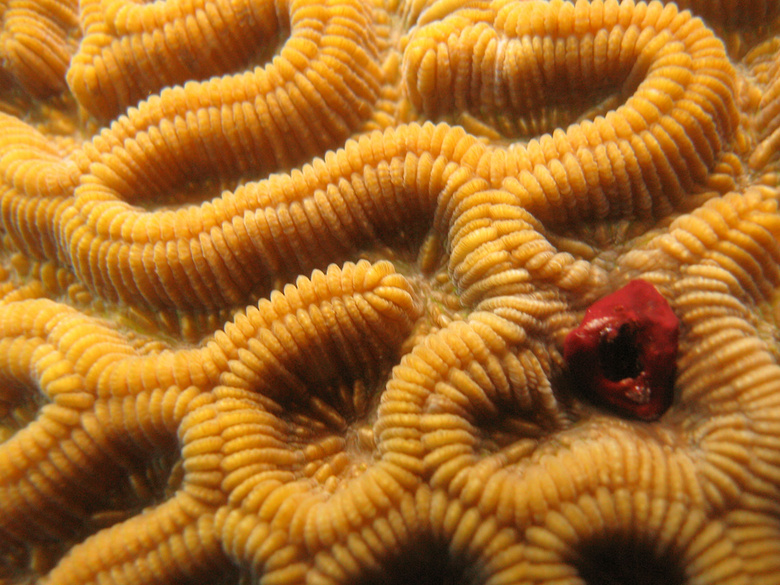 Detail of a brain coral, Underwater world by Dasa, Utila