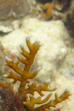 Fire coral, Underwater world by Dasa, Utila