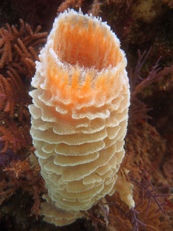 Underwater world by Dasa, Utila