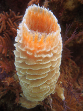 Underwater world by Dasa, Utila