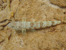 Underwater world by Dasa, Utila