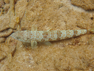 Underwater world by Dasa, Utila