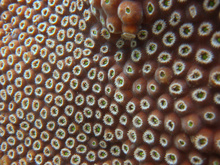 Coral detail, Underwater world by Dasa, Utila