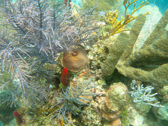 Underwater world by Dasa, Utila