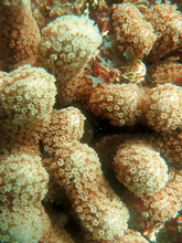 Coral deatil, Underwater world by Dasa, Utila