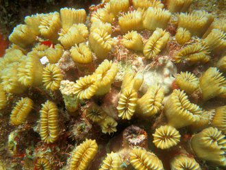 Underwater world by Dasa, Utila